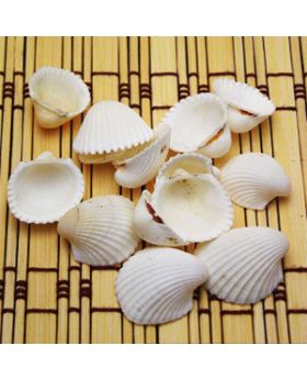 White Shell (per 10 pcs)